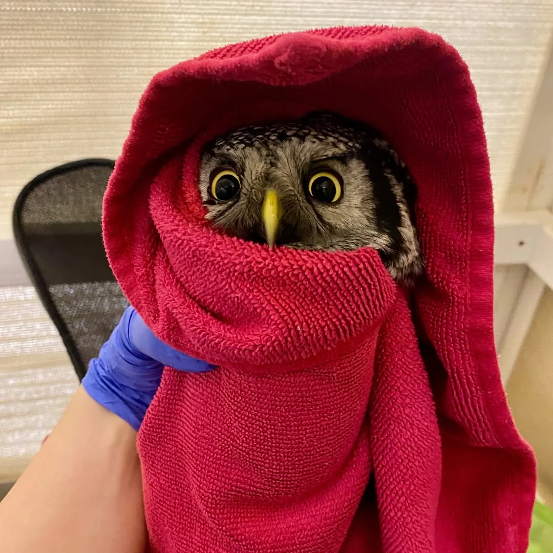 Owl in towel